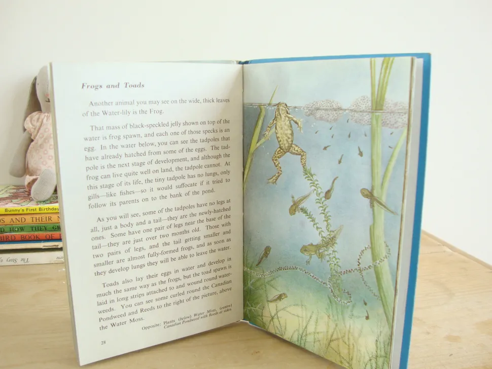 VINTAGE Ladybird book - Pond Life (1966)
