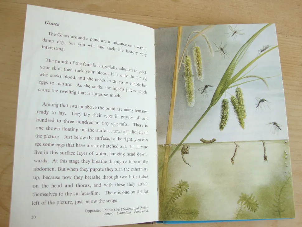 VINTAGE Ladybird book - Pond Life (1966)