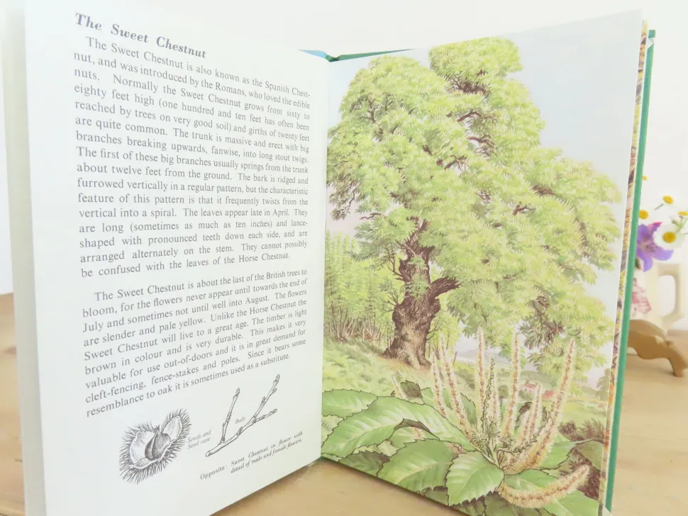 VINTAGE Ladybird book - Trees (1970s)